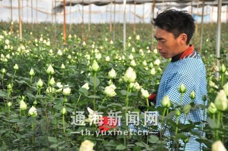 通海县花卉产业发展迅猛