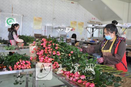 云秀花卉培育新品增效益