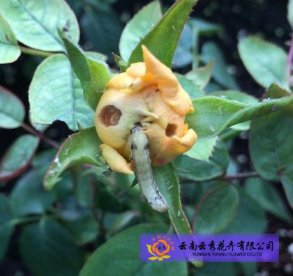 玫瑰巾夜蛾幼虫