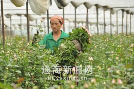 云秀花卉公司发展持续向好