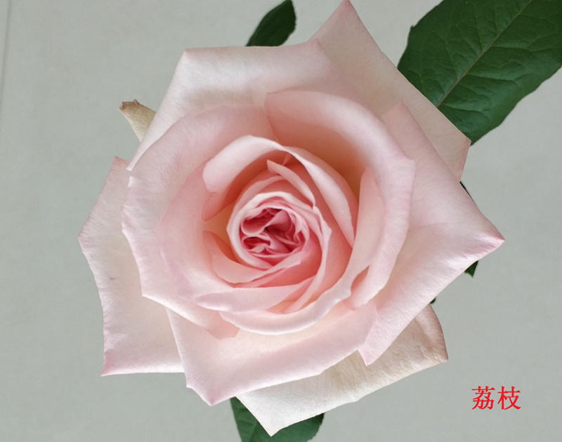 荔枝