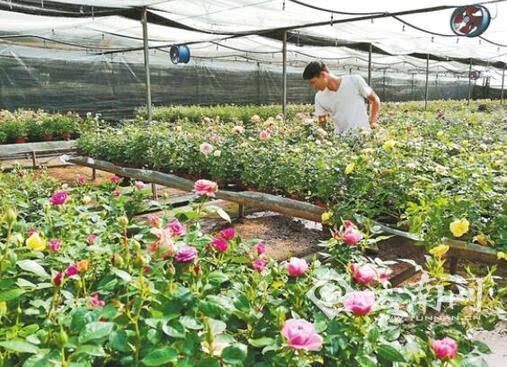 云南通海:花卉六成销往海外