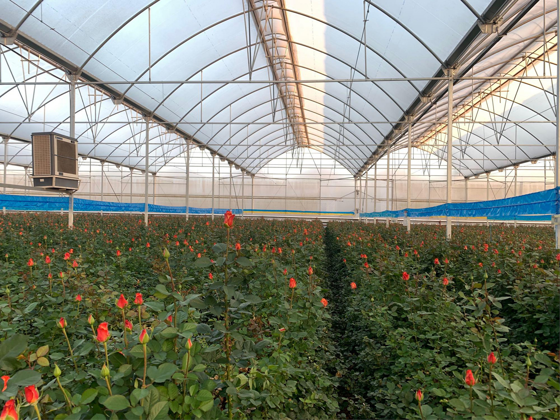 鲜切花基地