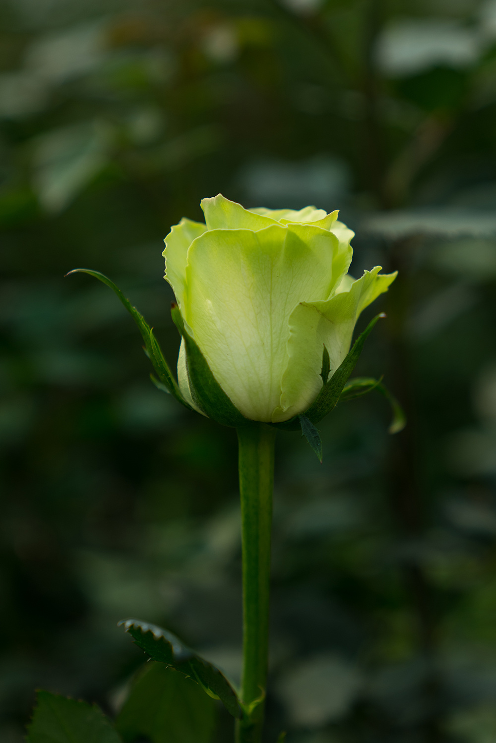 绿茵