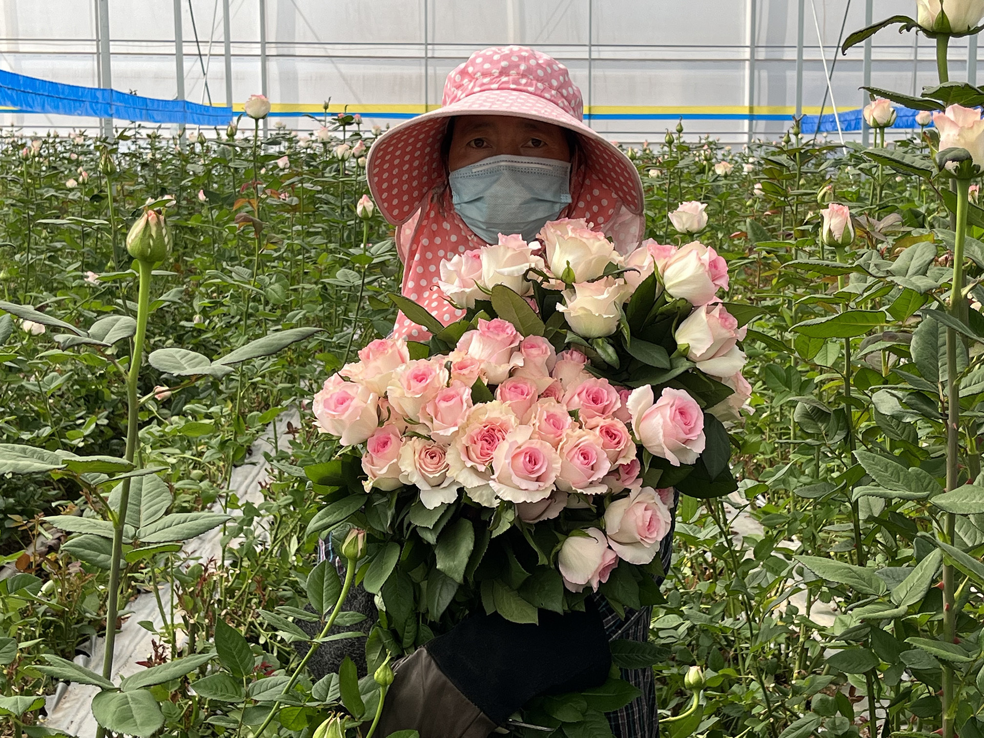 鲜切花基地